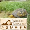 Eastern Box Turtle